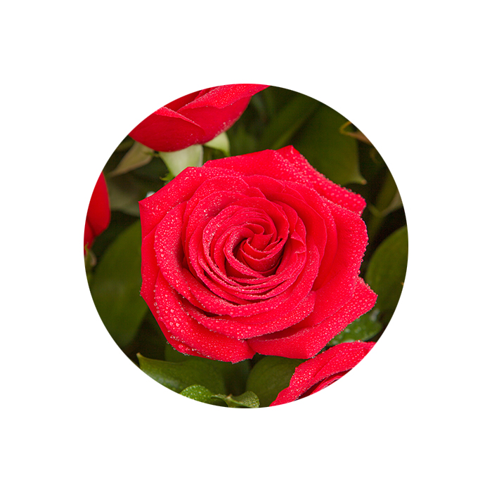 Amor 24 Rosas – regalaflores.com